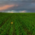 Which field is best for photography?