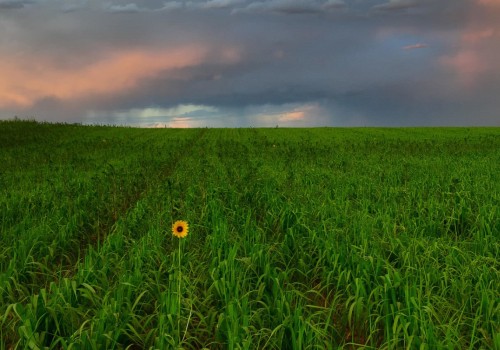 Which field is best for photography?
