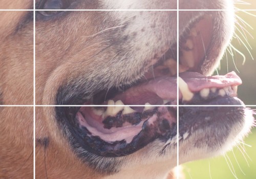 What are the 3 most important things in photography?